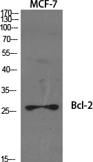 Anti-BCL-2 Antibody - Identical to Abcam (ab59348) and Sigma (SAB4500003) Anti-BCL-2 Antibody - Identical to Abcam (ab59348) and Sigma (SAB4500003)
