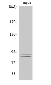 Anti-IKK alpha + beta (phospho Ser180 + Ser181) Antibody Anti-IKK alpha + beta (phospho Ser180 + Ser181) Antibody