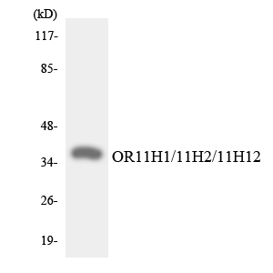 Anti-OR11H1 + OR11H2 + OR11H12 Antibody