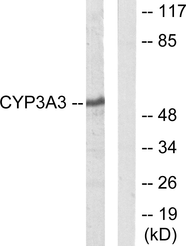 Anti-Cytochrome P450 3A4 + 3A5 Antibody