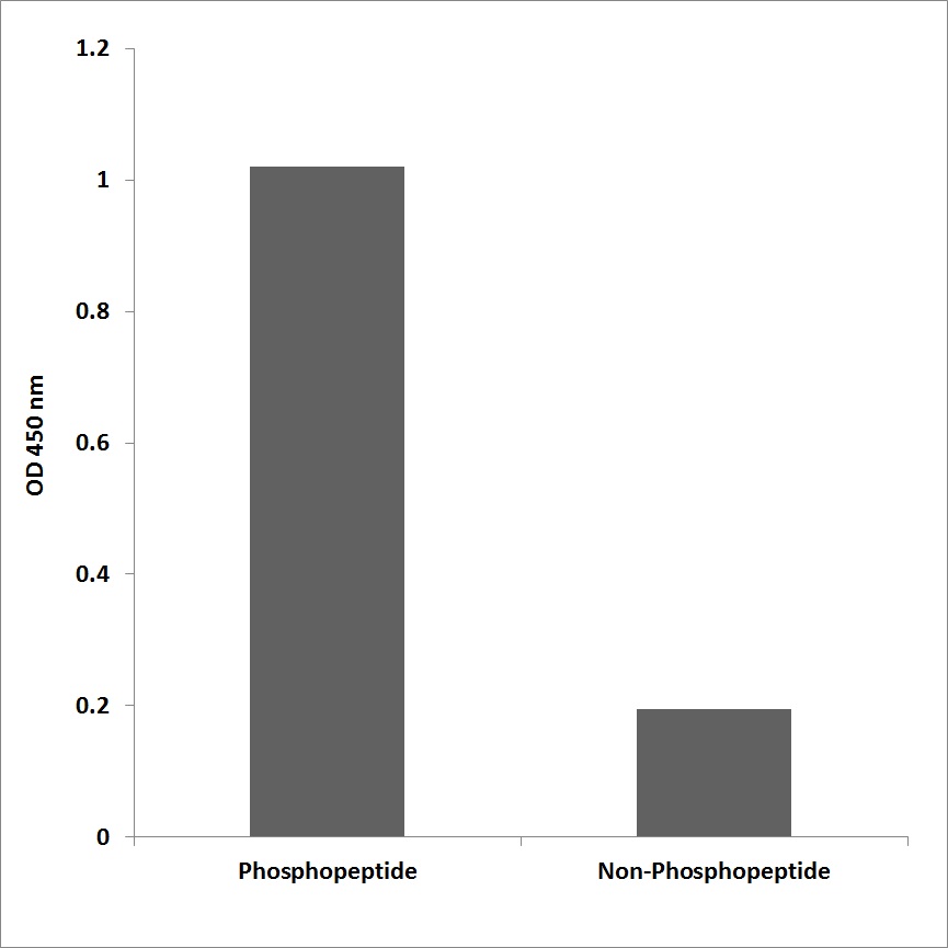 Anti-p130 Cas (phospho Tyr128) Antibody