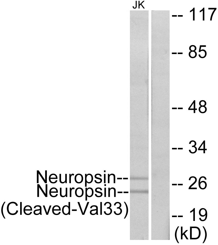 Anti-Neuropsin (cleaved Val33) Antibody