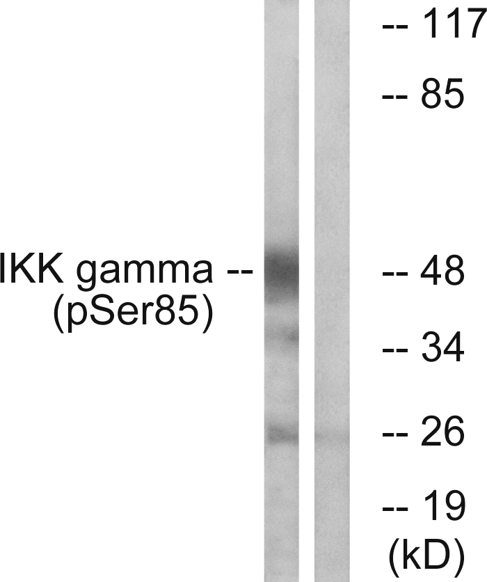 Anti-IKK-gamma (phospho Ser85) Antibody - Identical to Abcam (ab63551)