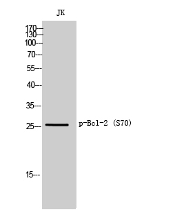 Anti-BCL2 (phospho Ser70) Antibody