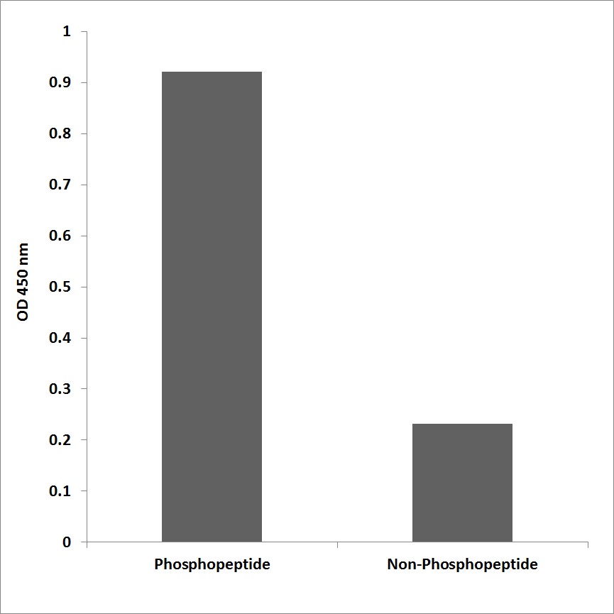 Anti-BCL2 (phospho Ser70) Antibody