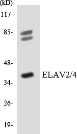 Anti-ELAV2 + ELAV4 Antibody