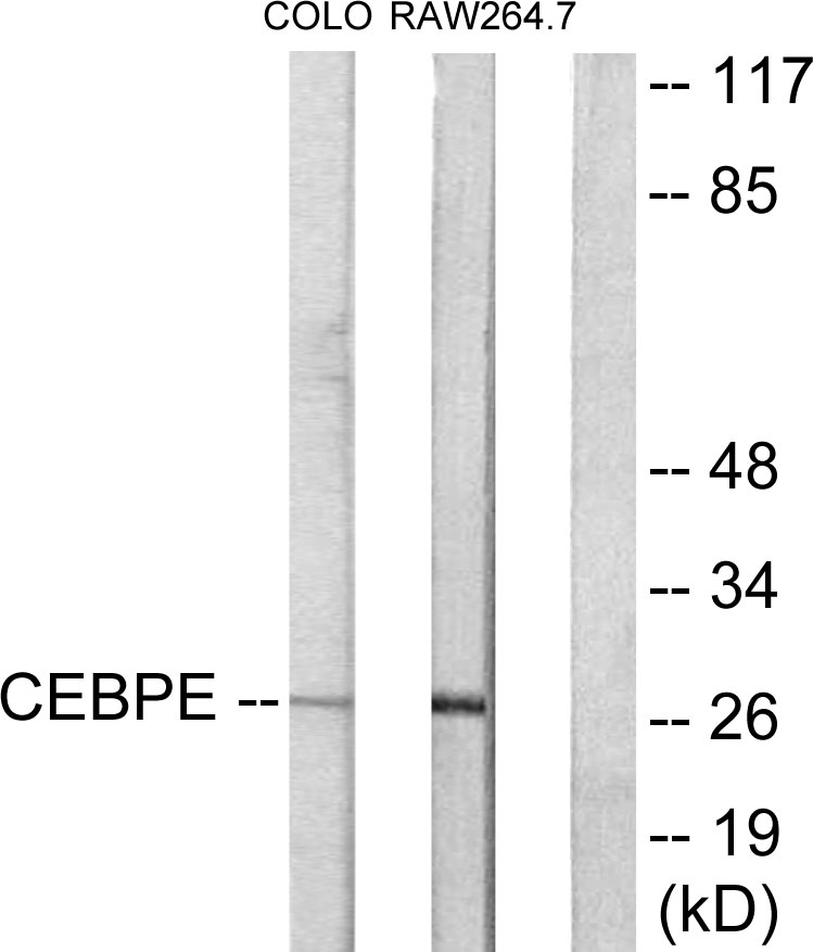 Anti-CEBPD + CEBPE Antibody