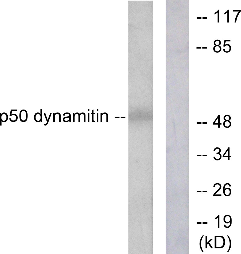 Anti-p50 Dynamitin Antibody