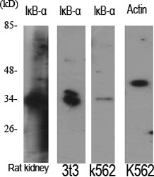 Anti-IkappaB-alpha Antibody Anti-IkappaB-alpha Antibody