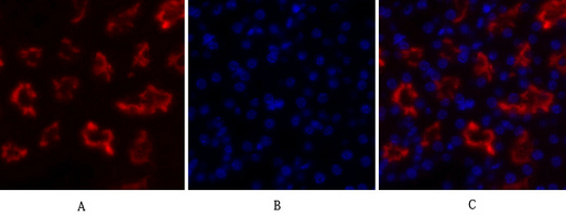 Anti-IkappaB-alpha Antibody Anti-IkappaB-alpha Antibody