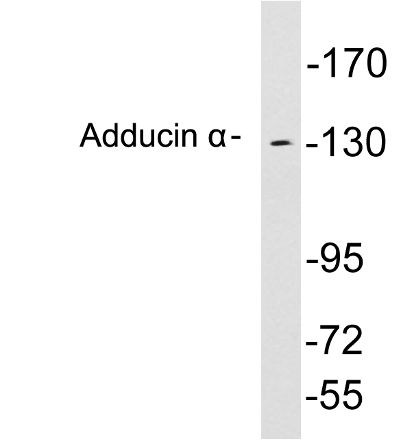 Anti-Adducin alpha Antibody