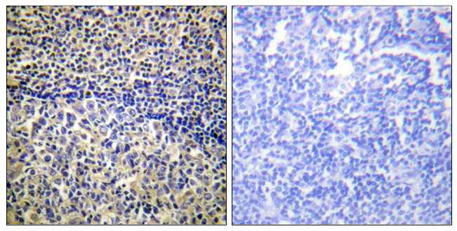 Anti-p47 phox Antibody