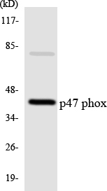 Anti-p47 phox Antibody