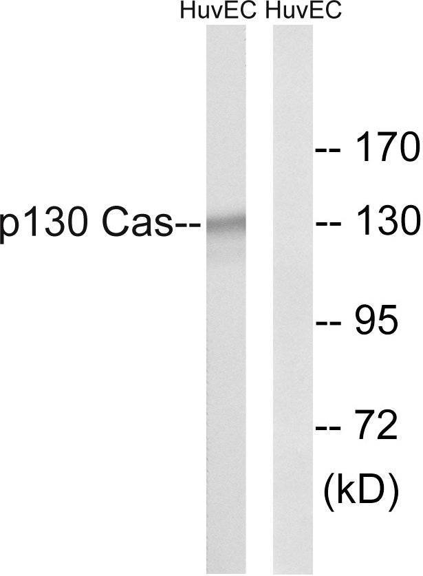 Anti-p130 Cas Antibody