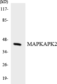 Anti-MAPKAPK2 Antibody