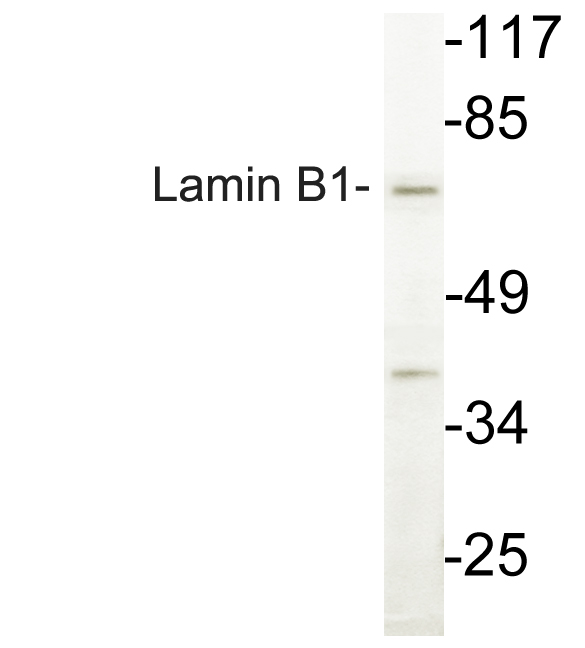 Anti-Lamin B1 Antibody
