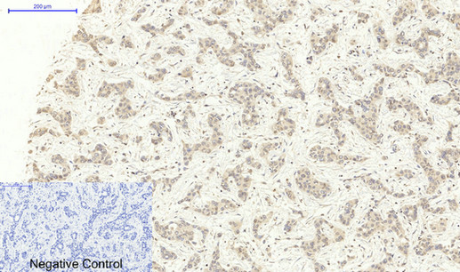 Anti-Lamin B1 Antibody Anti-Lamin B1 Antibody
