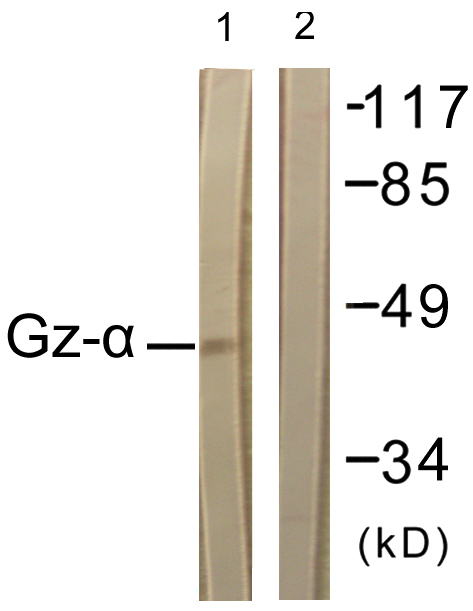 Anti-Gz-alpha Antibody