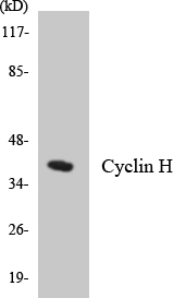 Anti-Cyclin H Antibody