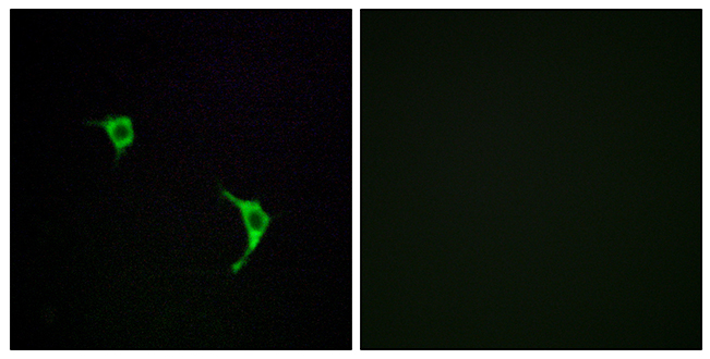 Anti-SAPK Antibody Anti-SAPK Antibody