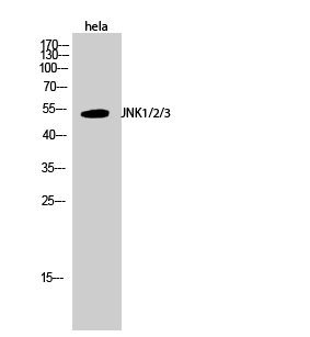 Anti-SAPK Antibody Anti-SAPK Antibody