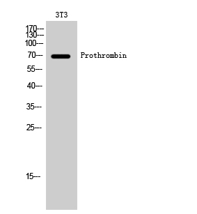 Anti-THRB Antibody Anti-THRB Antibody