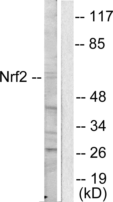 Anti-Nrf2 Antibody