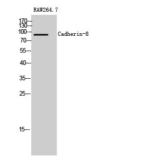 Anti-CDH8 Antibody Anti-CDH8 Antibody