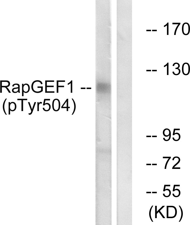 Anti-RapGEF1 (phospho Tyr504) Antibody