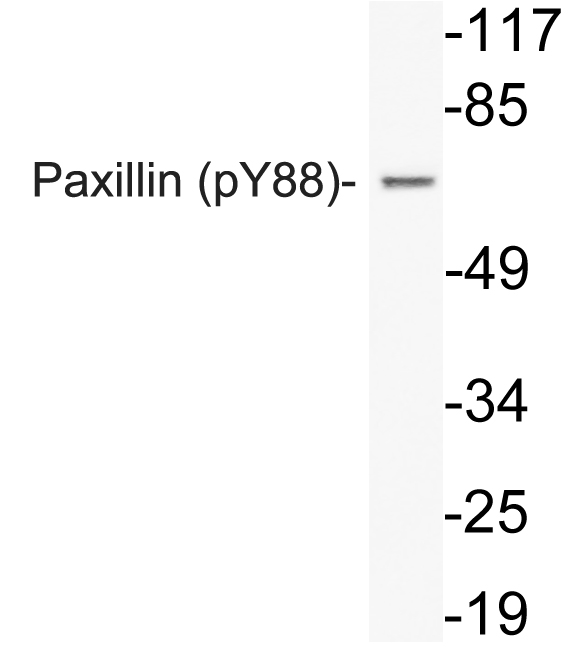 Anti-Paxillin (phospho Tyr88) Antibody