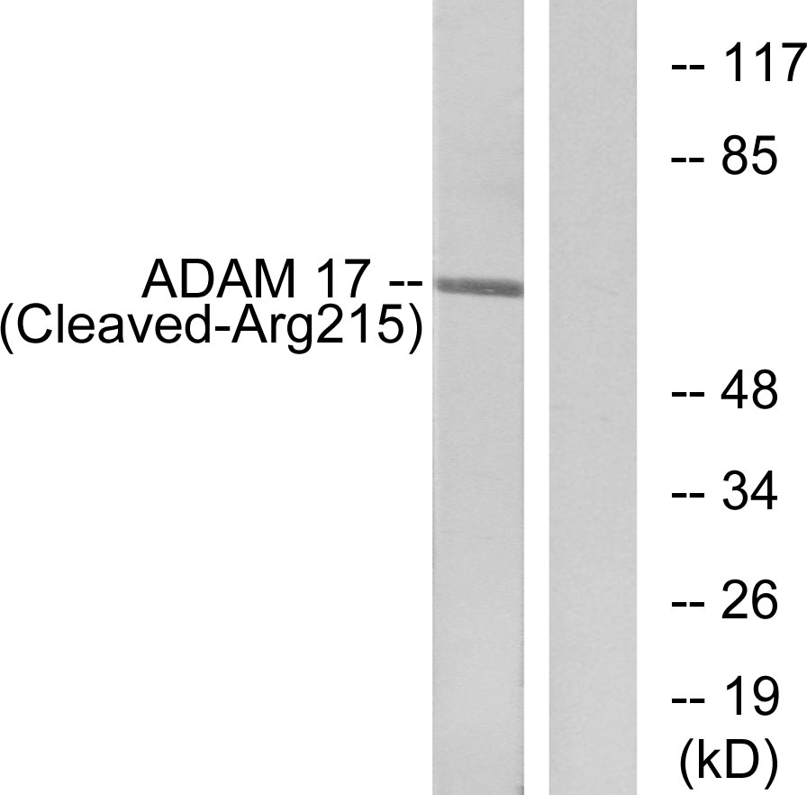 Anti-ADAM 17 (cleaved Arg215) Antibody