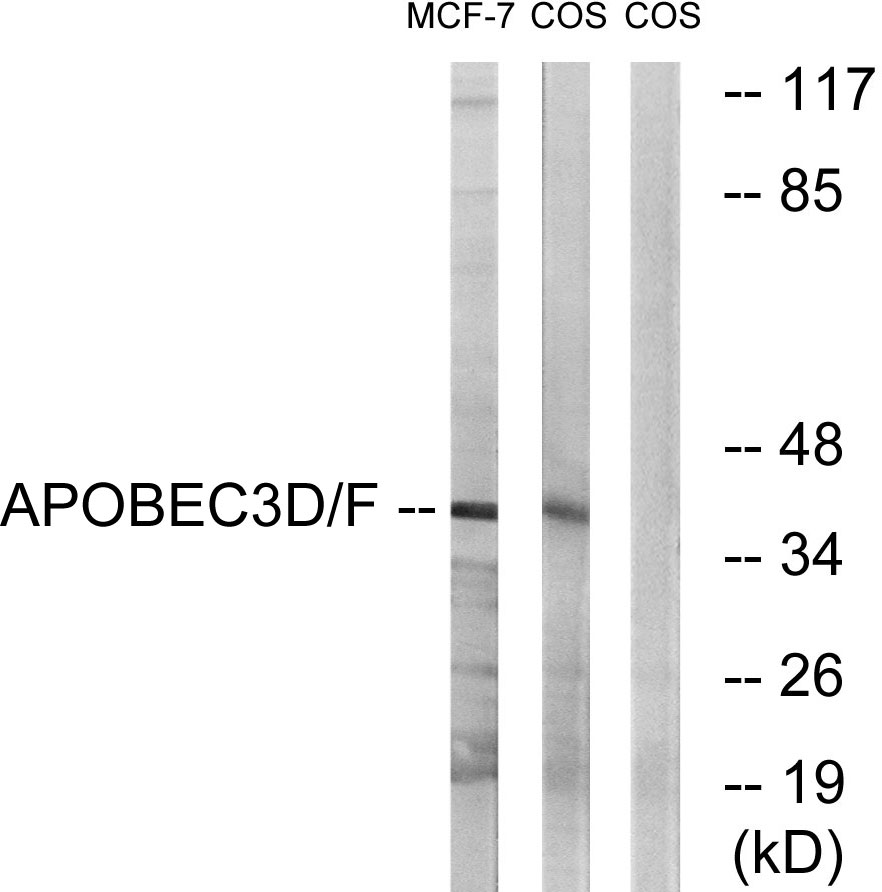 Anti-APOBEC3D + APOBEC3F Antibody