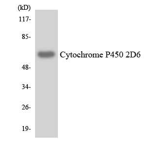 Anti-Cytochrome P450 2D6 Antibody