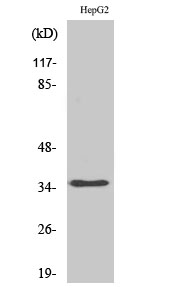 Anti-hnRNP A2 + B1 Antibody Anti-hnRNP A2 + B1 Antibody