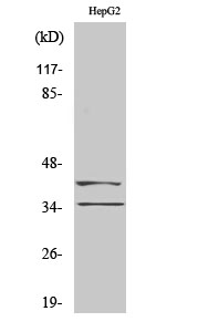 Anti-Aurora B + C Antibody Anti-Aurora B + C Antibody