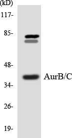 Anti-Aurora B + C Antibody