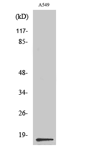 Anti-PGE synthase Antibody Anti-PGE synthase Antibody