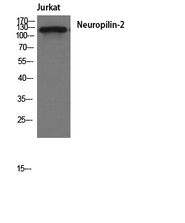 Anti-Neuropilin-2 Antibody Anti-Neuropilin-2 Antibody