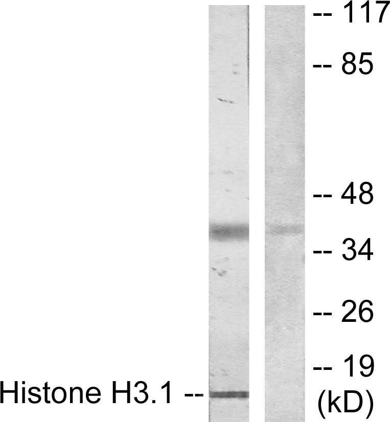 Anti-Histone H3.1 Antibody