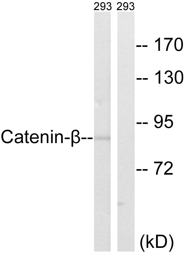 Anti-Catenin-beta Antibody