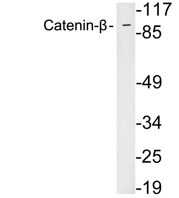 Anti-Catenin-beta Antibody