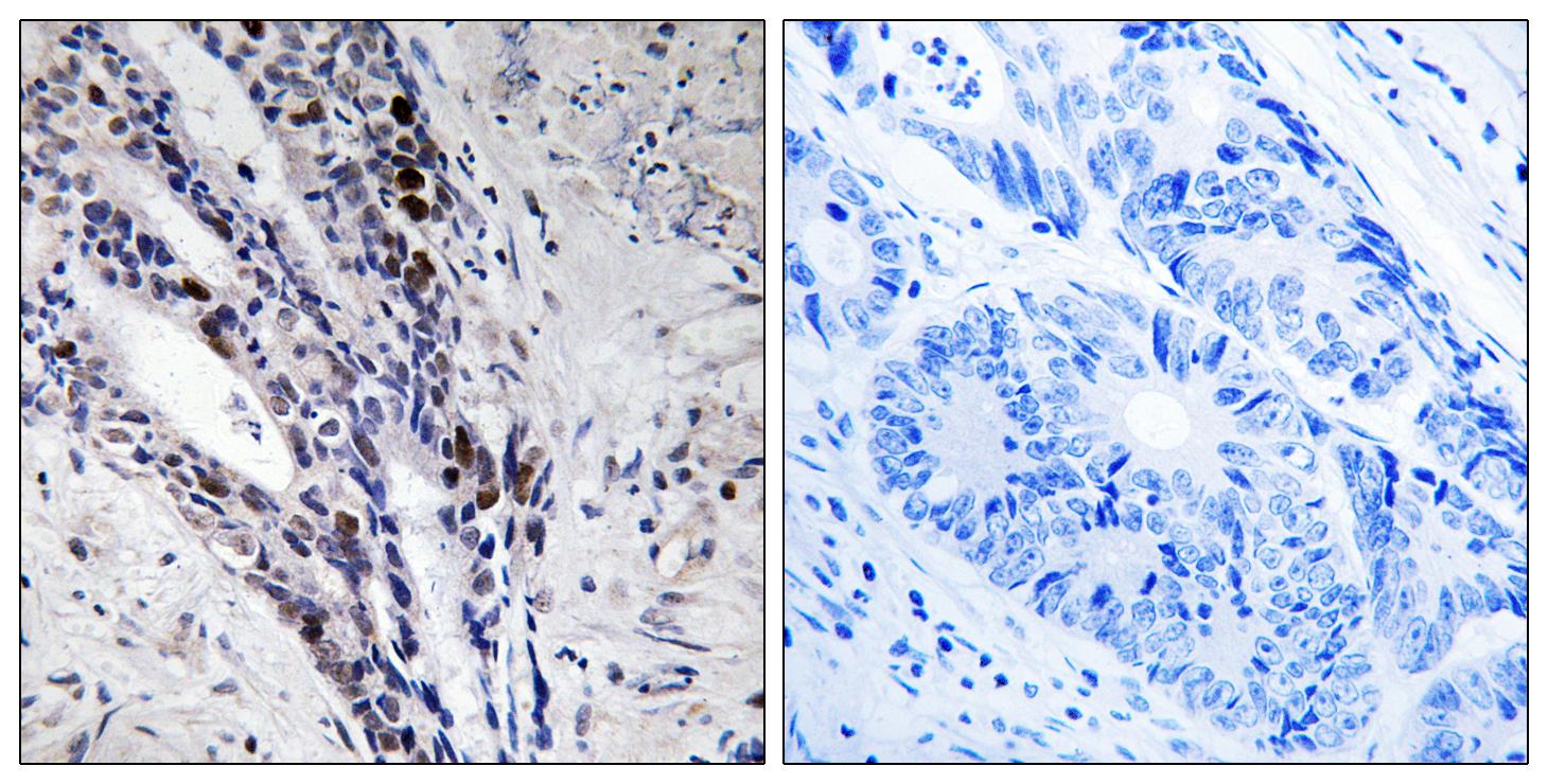 Anti-Histone H2A Antibody