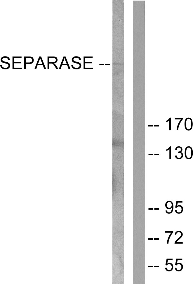 Anti-SEPARASE Antibody