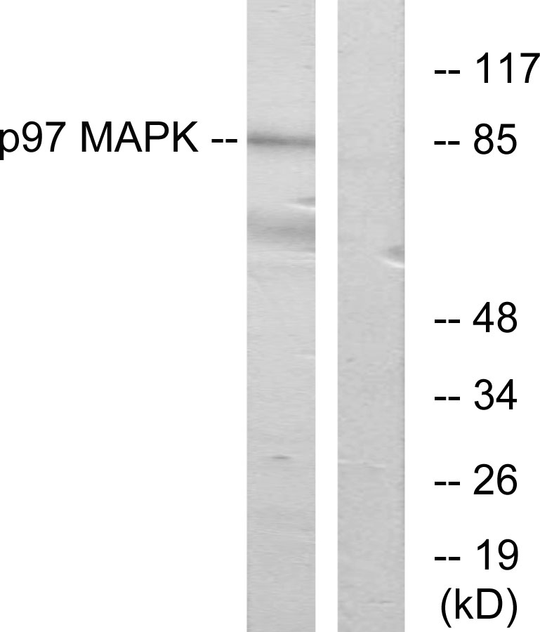 Anti-p97 MAPK Antibody