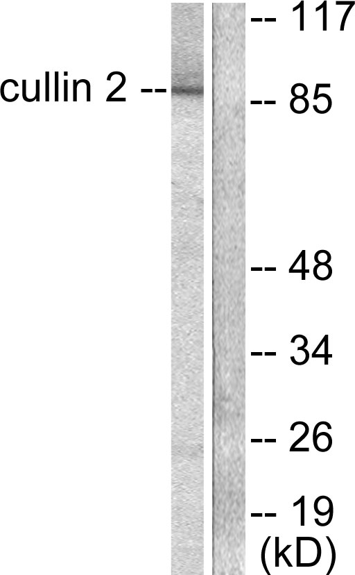 Anti-Cullin 2 Antibody - Identical to Abcam (ab133180)