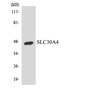 Anti-SLC30A4 Antibody