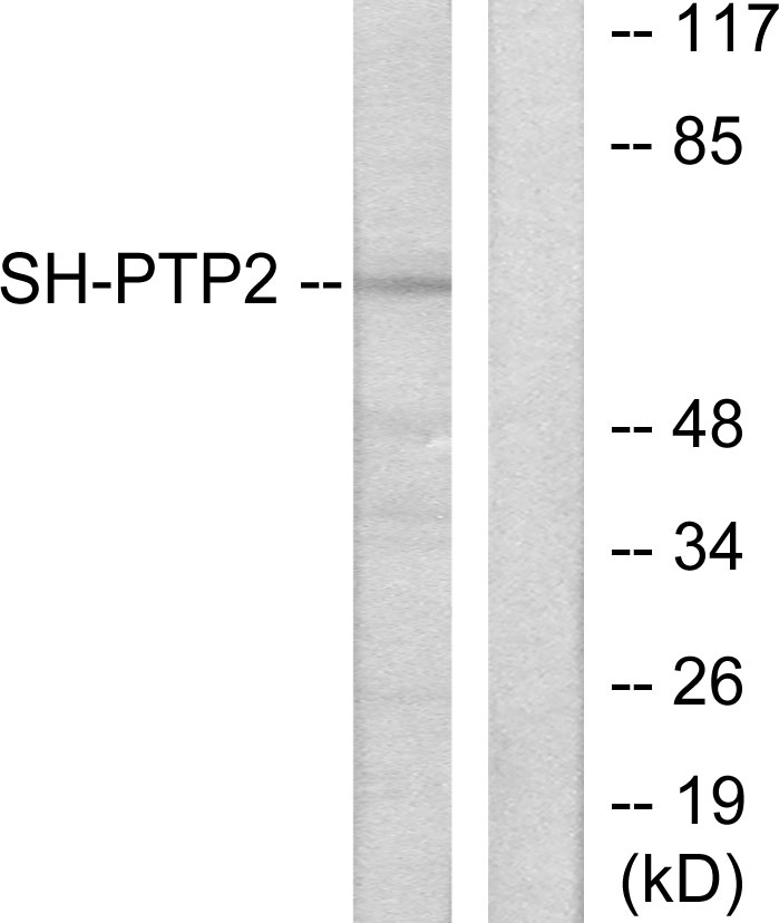 Anti-SH-PTP2 Antibody