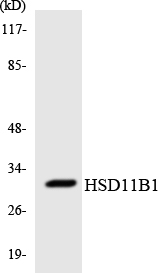 Anti-HSD11B1 Antibody