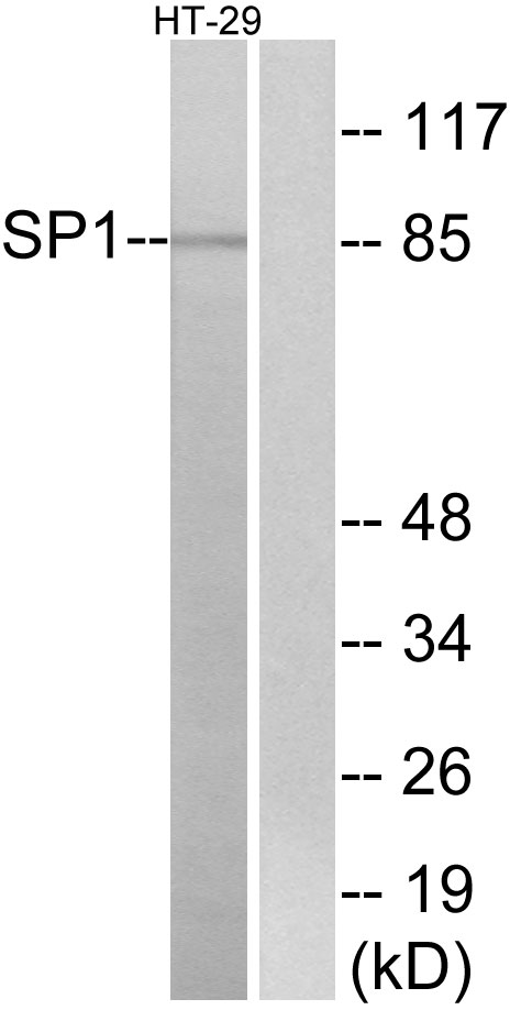 Anti-SP1 Antibody