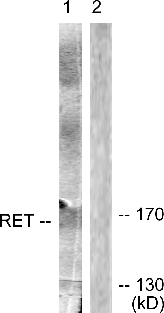 Anti-Ret Antibody
